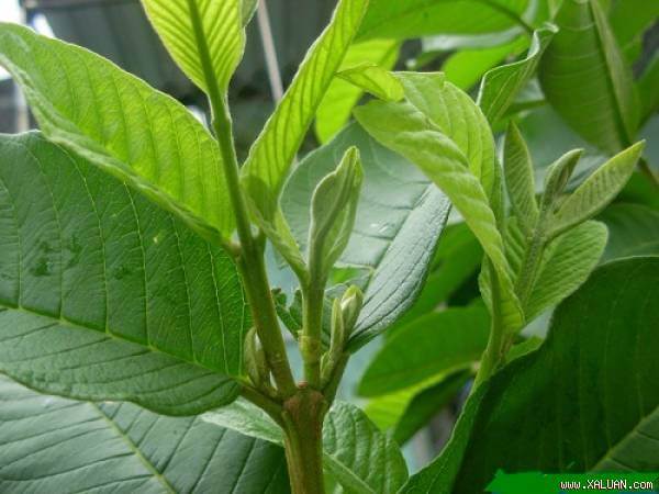 cách chữa bệnh trĩ bằng lá ổi