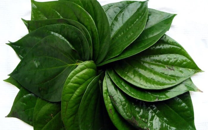 cách chữa bệnh trĩ bằng lá trầu không