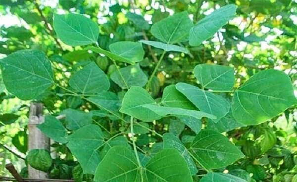 cách chữa bệnh trĩ bằng lá vông