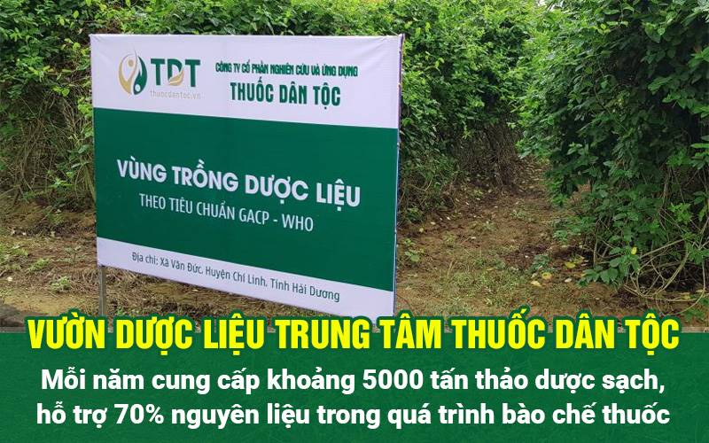 Vườn dược liệu chuẩn GACP - WHO của Trung tâm Thuốc dân tộc tại Hải Dương