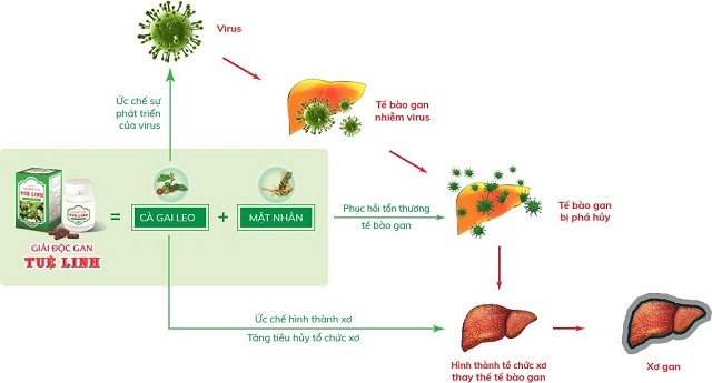 CÔNG DỤNG GIẢI ĐỘC GAN TUỆ LINH