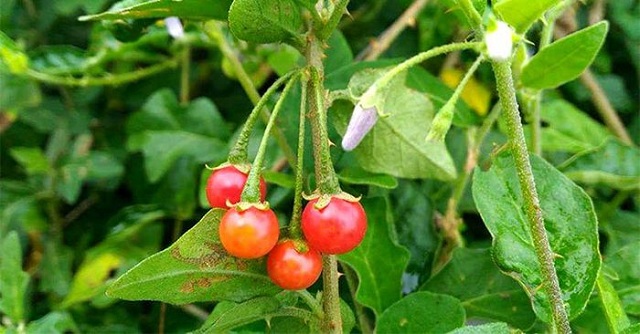 GIẢI ĐỘC GAN TUỆ LINH BAO NHIÊU VIÊN