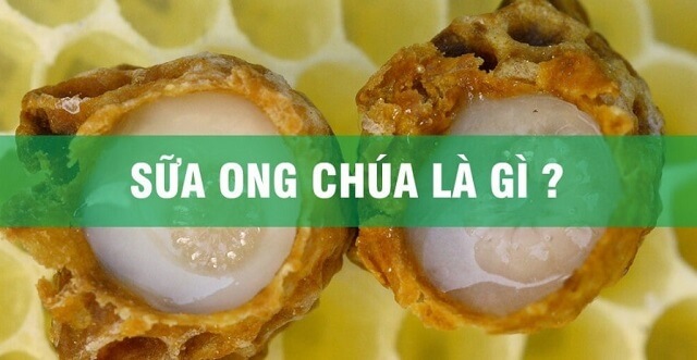 Sữa Ong Chúa Là Gì, Cách Dùng Đắp Mặt, Những Người Nào Không Nên Uống Sữa ong chúa là gì