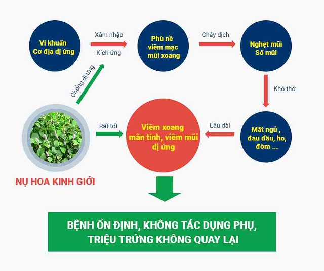 SO SÁNH THÔNG XOANG TÁN VÀ XOANG BÁCH PHỤC