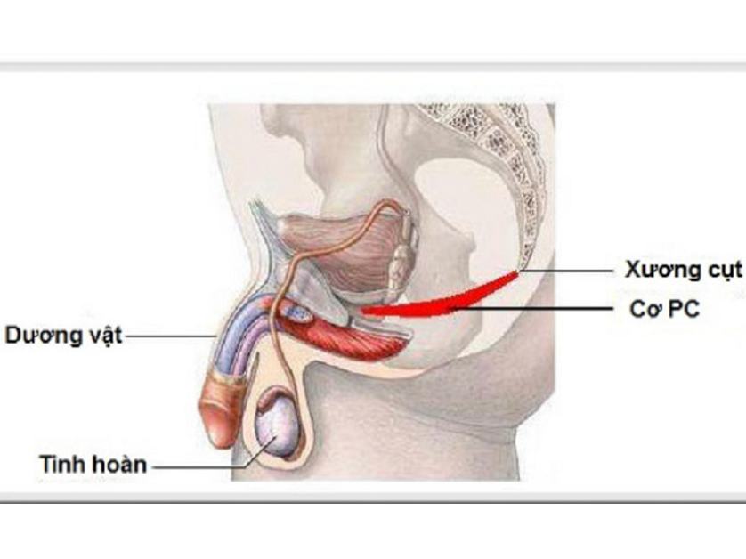 HƯỚNG DẪN BÀI TẬP KEGEL CHO NAM GIỚI