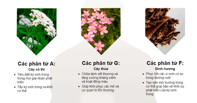 THÀNH PHẦN DETOXHERB