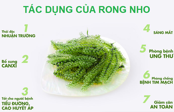 RONG NHO CÓ TÁC DỤNG GÌ