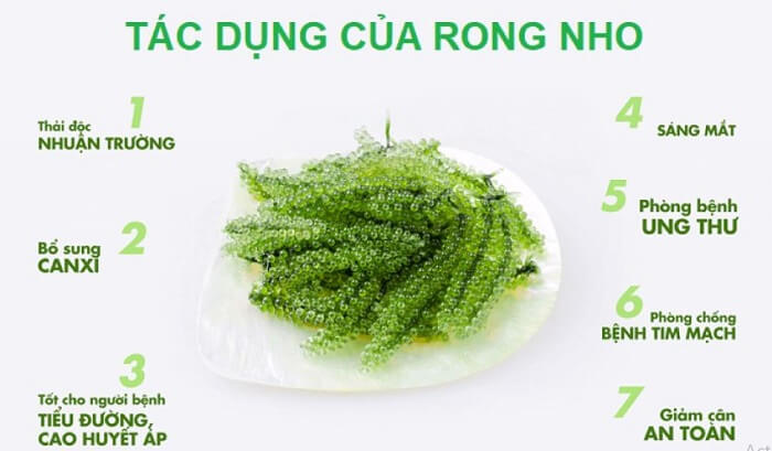 Công dụng rong nho Sabudo