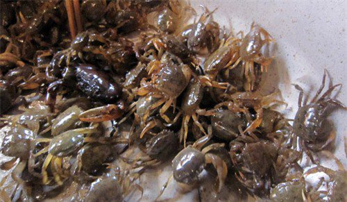 Cua đồng: Những ai không ăn được cua?