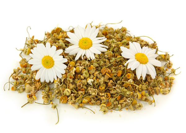 Chữa bệnh hoa mắt chóng mặt bằng hoa cúc trắng Y sĩ YHCT chia sẻ bài thuốc từ hoa Cúc trắng trị hoa mắt tróng mặt