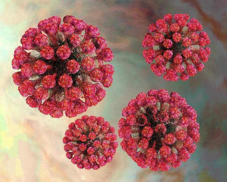 Tìm hiểu về bệnh rubella và ảnh hưởng của nó đến sức khỏe của mẹ và con