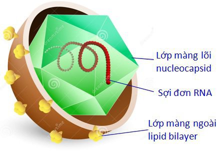 Kiến thức căn bản về cấu trúc của virus viêm gan C