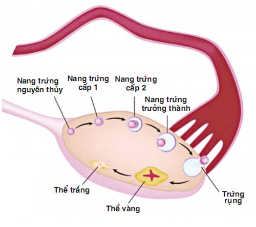Nang trứng: Nang trứng trưởng thành, nang trứng thoái hóa