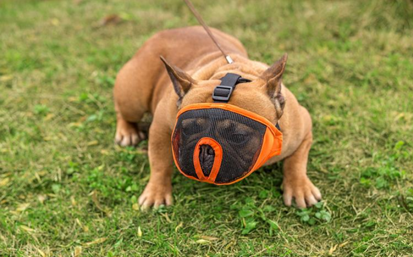 Phòng ngừa bệnh dại cho trẻ nhỏ và những điều cần biết Phòng ngừa bệnh dại cho trẻ nhỏ và những điều cần biết