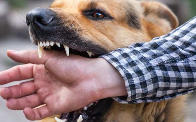 Phòng ngừa bệnh dại cho trẻ nhỏ và những điều cần biết Phòng ngừa bệnh dại cho trẻ nhỏ và những điều cần biết