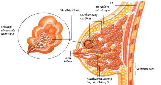 Phương pháp điều trị ung thư vú bạn cần biết ung thư vú