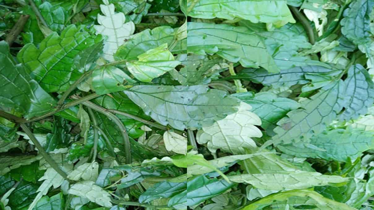 Lợi ích không tưởng của lá đắng khi dùng để chữa đau vai gáy Lá đắng Tây Bắc đặc sản miền núi cao có gì đặc biệt