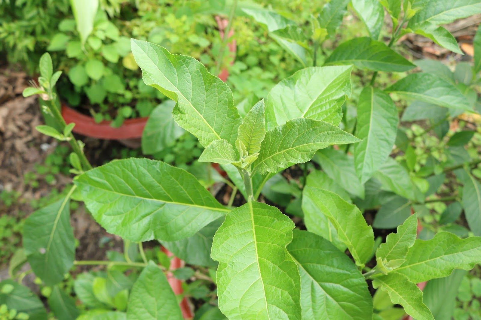 Lợi ích không tưởng của lá đắng khi dùng để chữa đau vai gáy