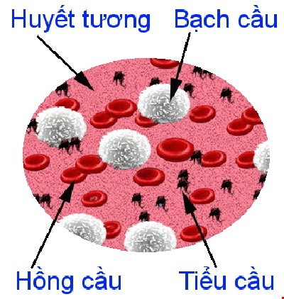 Đặc điểm máu trẻ em: Hồng cầu, bạch cầu, tiểu cầu