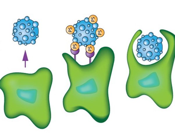 Tìm hiểu về mối liên hệ giữa hệ miễn dịch và ung thư Tìm hiểu về mối liên hệ giữa hệ miễn dịch và ung thư
