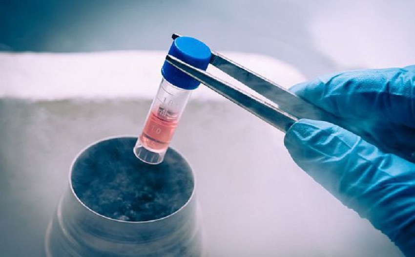 Phương pháp ghép tế bào gốc điều trị ung thư