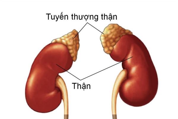 Triệu chứng và cách phòng tránh của ung thư tuyến thượng thận