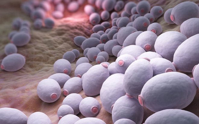 Nấm âm đạo là gì? Vì sao bệnh nấm âm đạo hay tái phát?