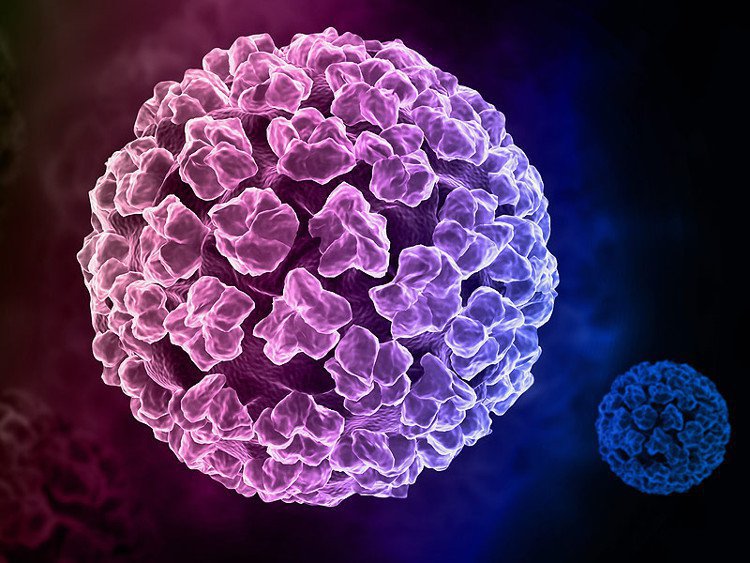 Virus HPV lây nhiễm như thế nào? Virus HPV lây nhiễm như thế nào?